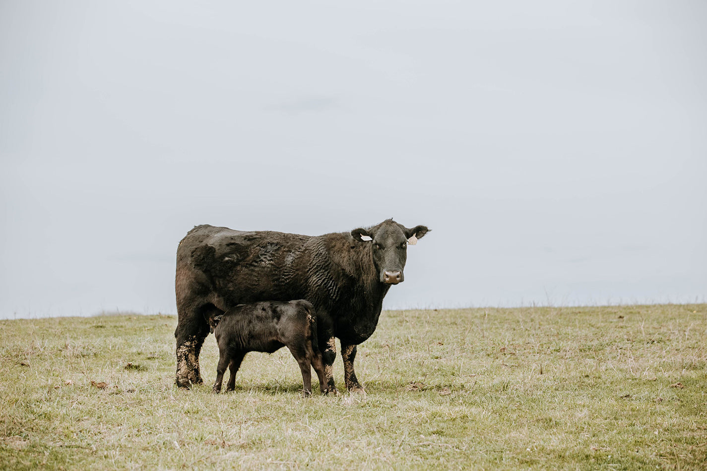 Our first bottle calf of the 2023 season is here!