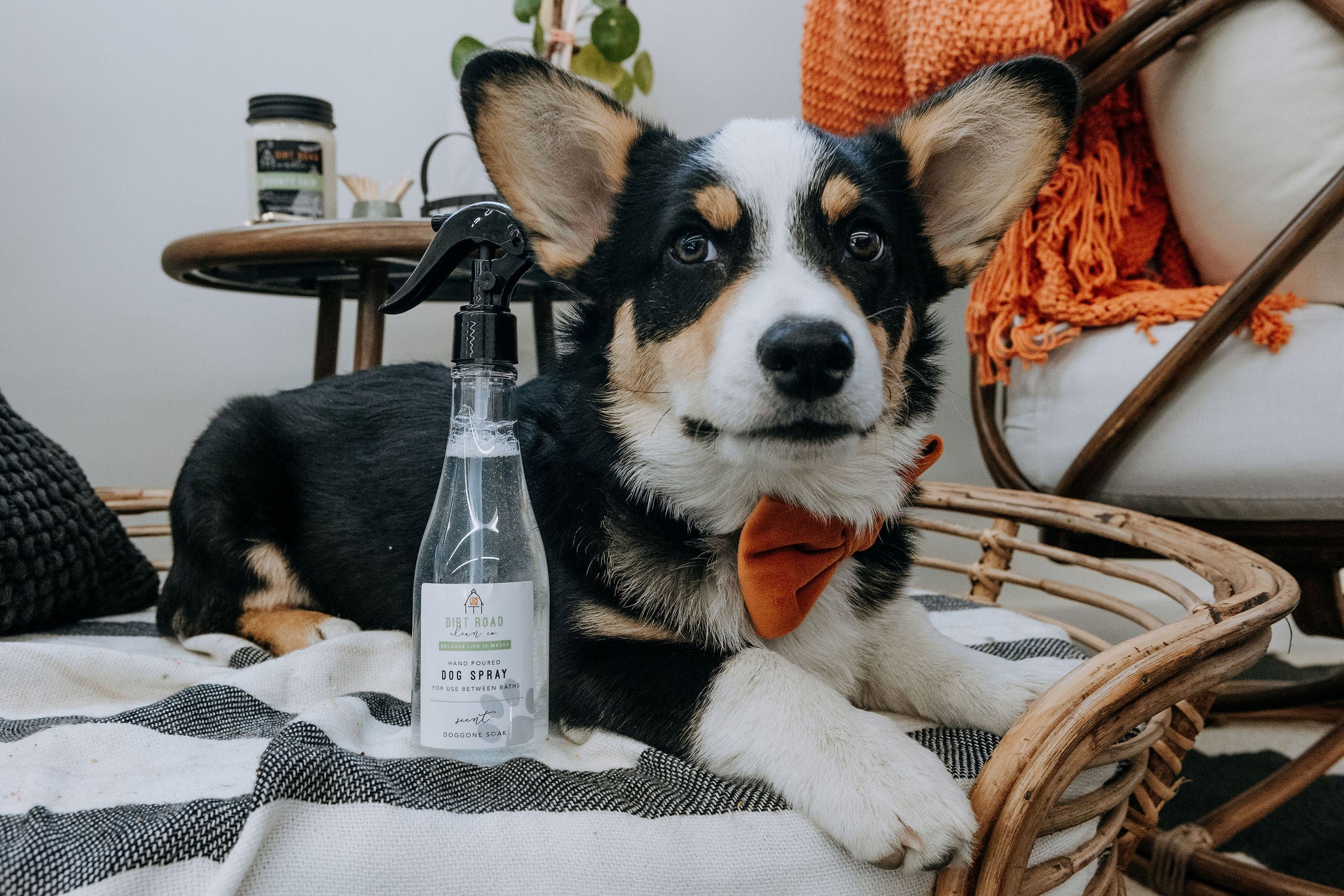 8 oz. Belly Rubs & Bubbles Dog "Re-Fresh" Spray