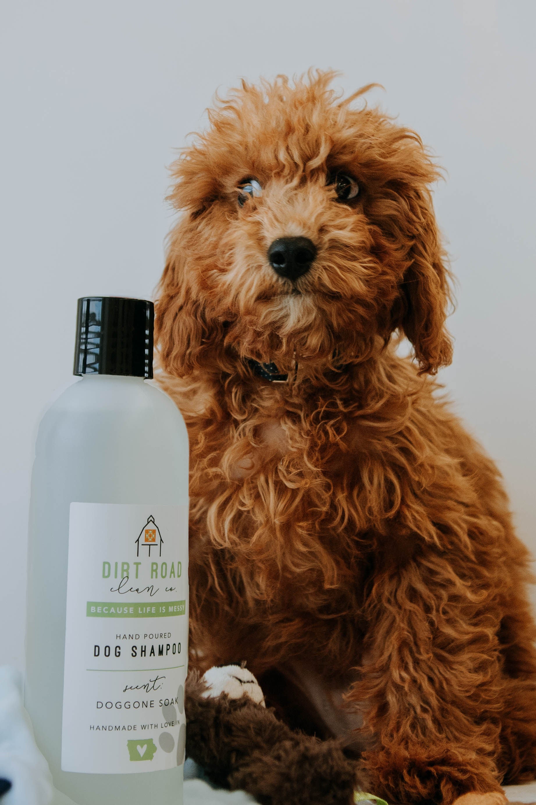 16 oz. Doggone Soak Dog Shampoo